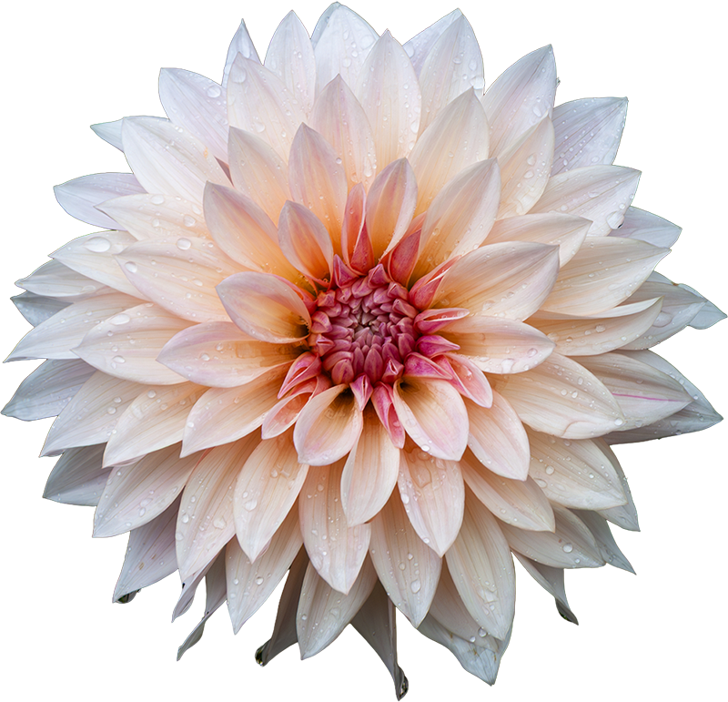 dewdrop dahlia double bloom