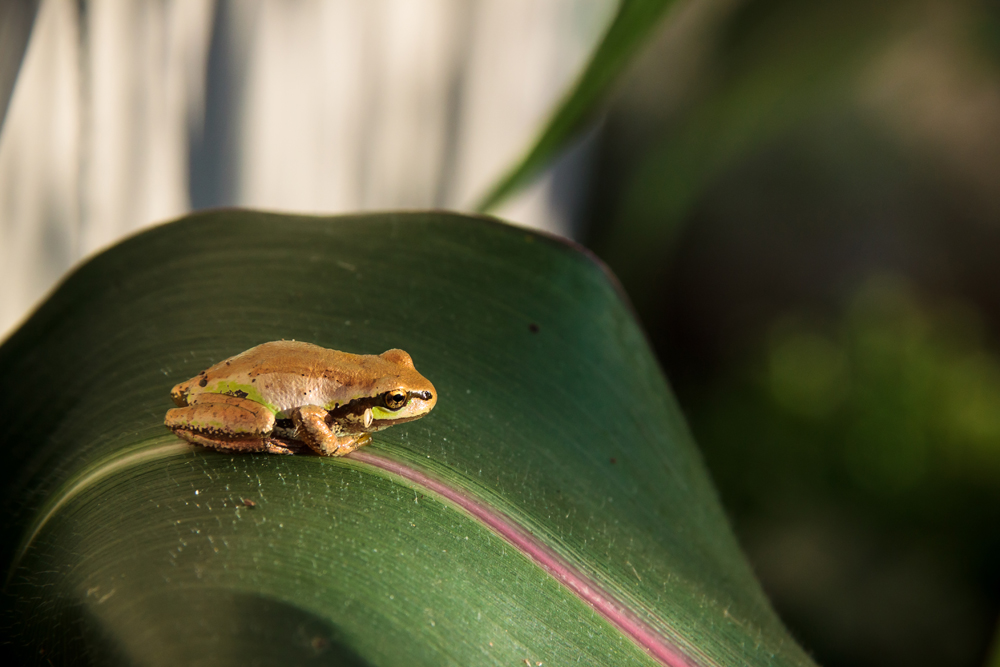 golden tree frog