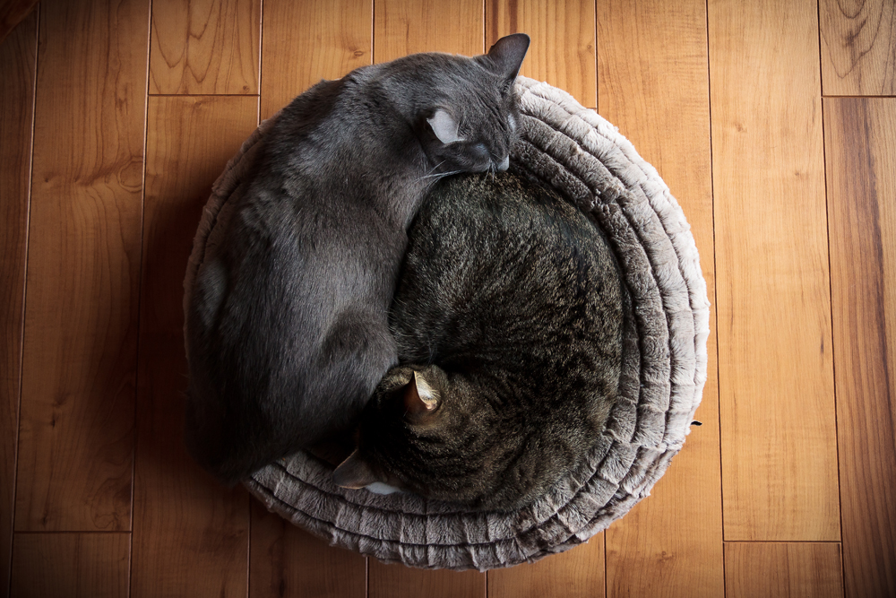 yin yang cats